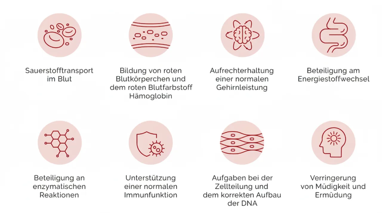 Funktionen von Eisen im Körper: Sauerstofftransport, Blutbildung, Gehirnleistung, Energiestoffwechsel, enzymatische Reaktionen, Immunfunktion, Zellteilung und DNA-Aufbau, Verringerung von Müdigkeit
