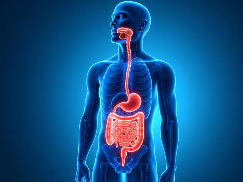 Human anatomy showing intestinal tract for Morbus Crohn