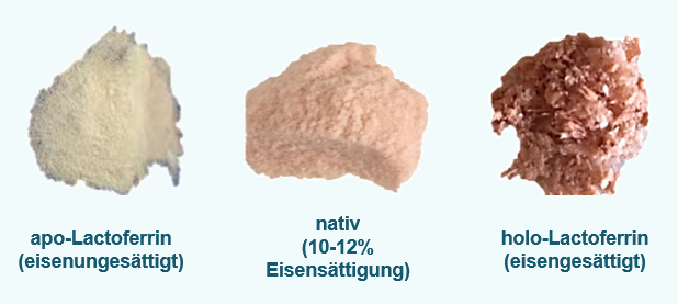 Drei Formen von Lactoferrin: apo-Lactoferrin (eisenungesättigt), nativ (10–12% Eisensättigung), holo-Lactoferrin (eisengesättigt)