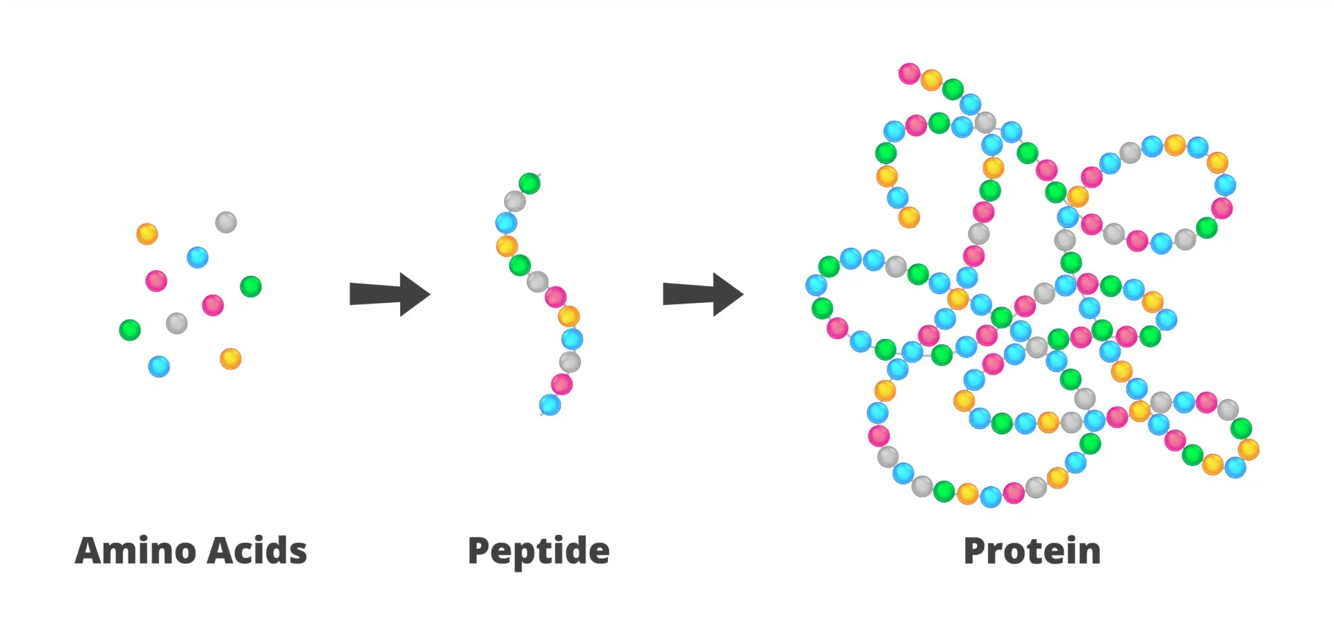 Von Aminosäuren zu Peptiden zu Proteinen - Kollagenaufbau